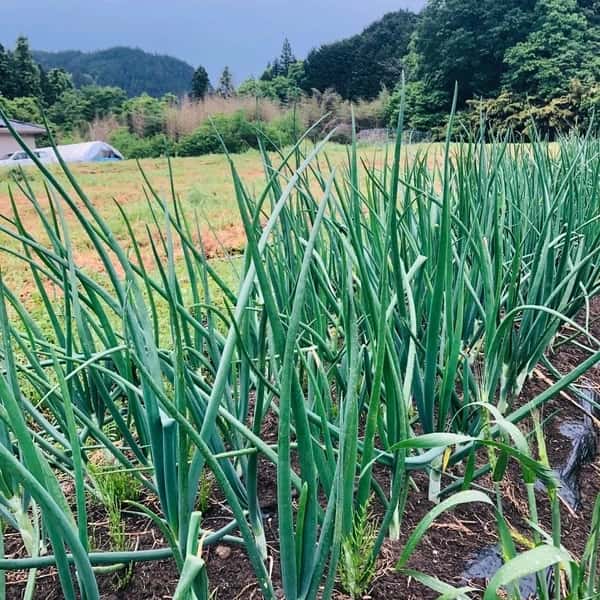 ◆自然栽培◆　固定種　赤たまねぎ　農薬・肥料・除草剤不使用