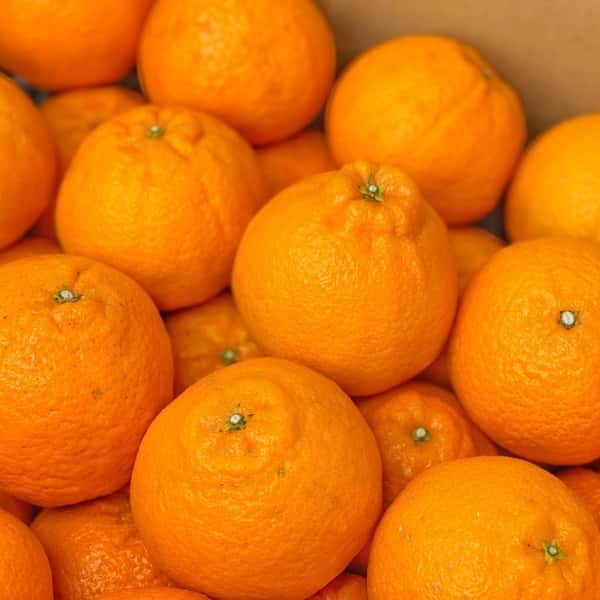 今年最後の追加販売！完熟、食べ応え抜群♪自然の恵みがたっぷりつまった「不知火」～農薬・化学肥料・除草剤不使用栽培～