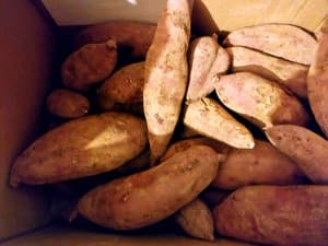 すごく美味しい、立派なサツマイモでした！大感謝です！！！の画像 1