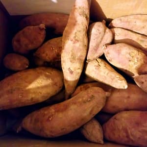 自然栽培/自然乾燥〈べにはるか〉大分県産さつまいもの口コミ・レビュー(旅するはらっぱさん)