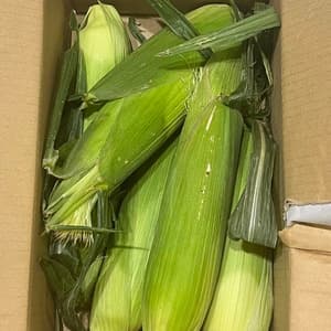 【甘さ自慢】オーガニックとうもろこしのレビュー