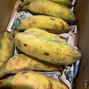 有機栽培＜アップルバナナプレミアム＞芳醇な甘さにもっちり食感のレビュー