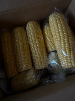 季節物の画像 1