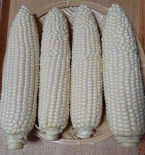 こんなトウモロコシ食べたことないです！の画像 1