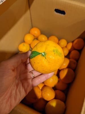 今年も美味しい！の画像 1