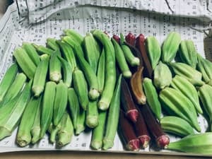 たっっっくさんのオクラ！の画像 1