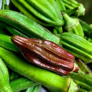 おいしいオクラをご馳走様ですの画像 2