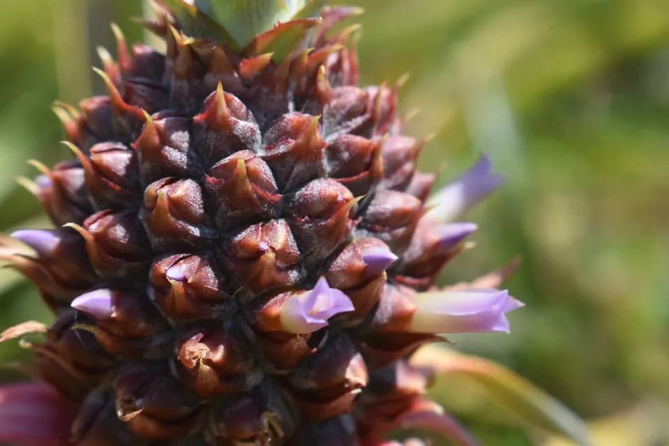 手でちぎれて芯まで甘い＜ボゴールパイン（スナックパイン）＞沖縄で有機JAS認証の完熟果実