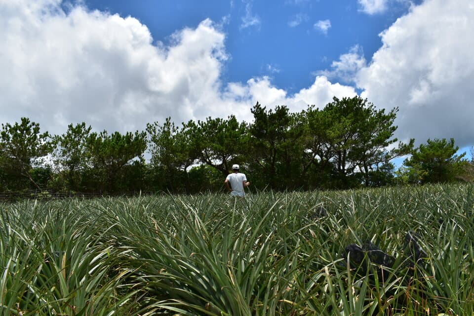 芳醇な香りと上品な甘み＜ゴールドバレル＞沖縄で有機JAS認証の完熟果実