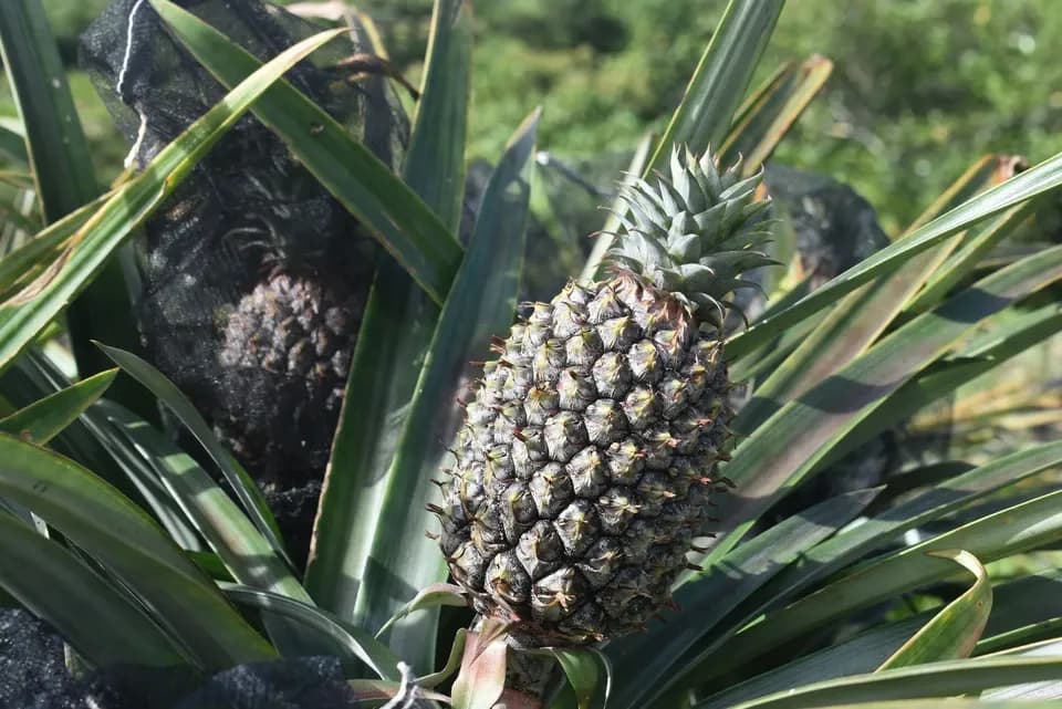 甘み際立つシャクシャク食感＜サンドルチェ＞沖縄で有機JAS認証の完熟果実