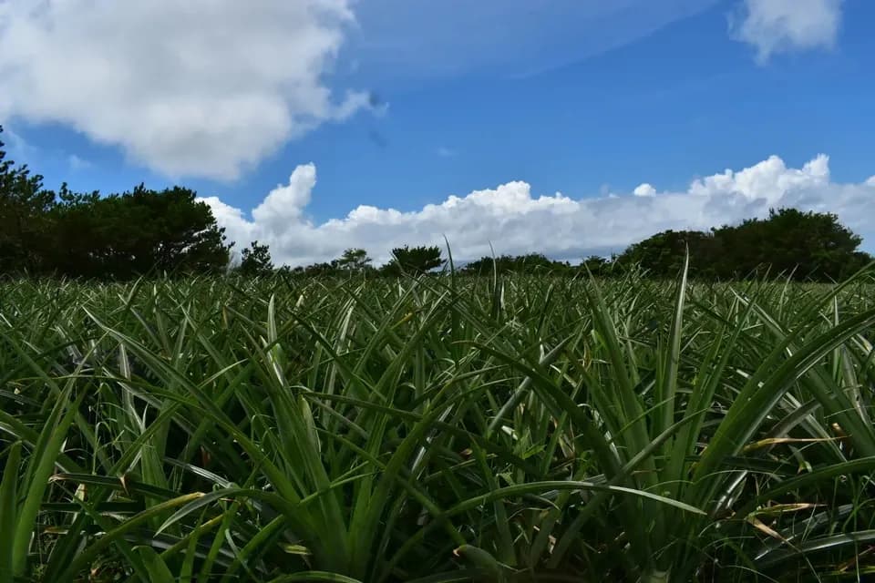 ホワイトココとサンドルチェ 数量限定＜食べ比べセット＞沖縄で有機JAS認証の完熟果実