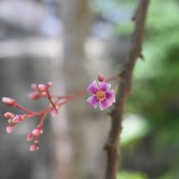 「食べたいもの」をつくる庭