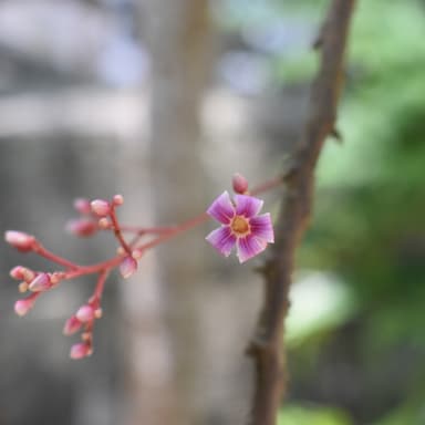 「食べたいもの」をつくる庭
