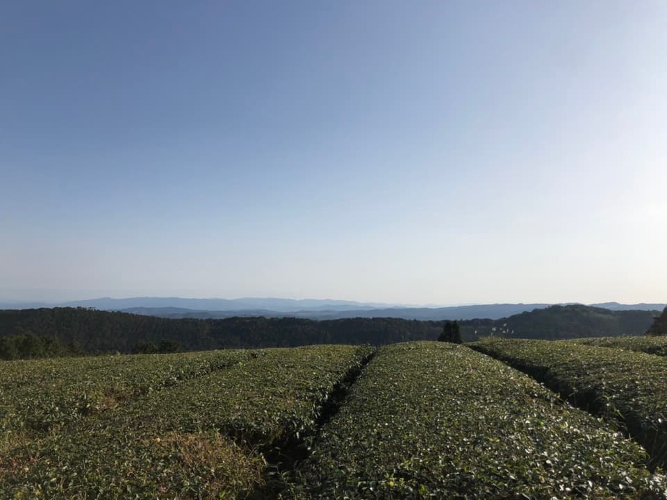 【無農薬・無化学肥料】緑茶粉末パウダー
