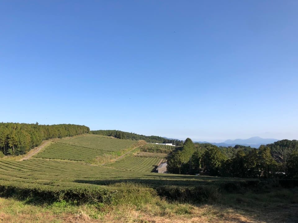 【無農薬・無化学肥料】緑茶粉末パウダー