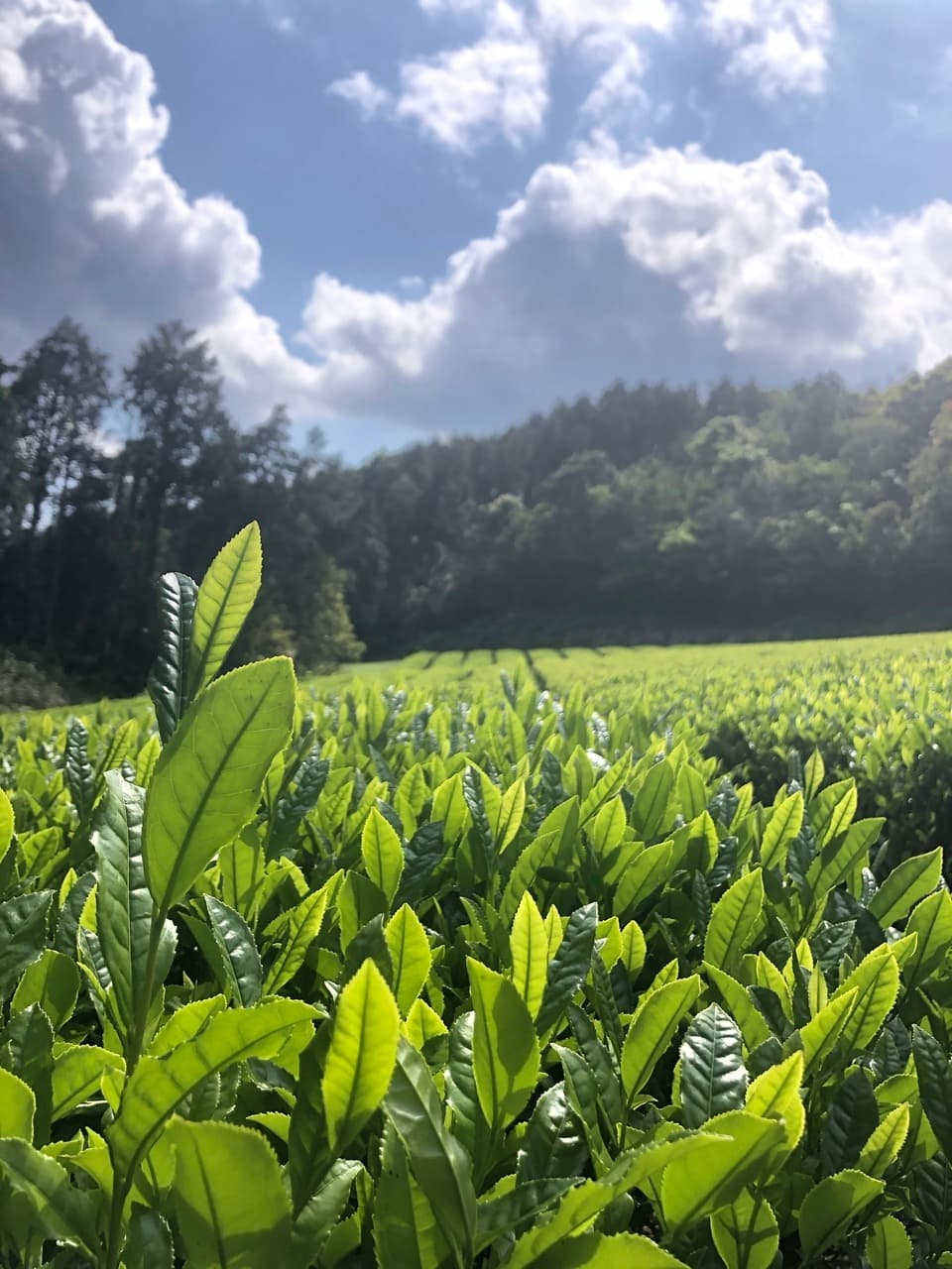 農薬・化学肥料不使用＜芳醇和紅茶〜Kuu〜空＞ ノンカフェイン