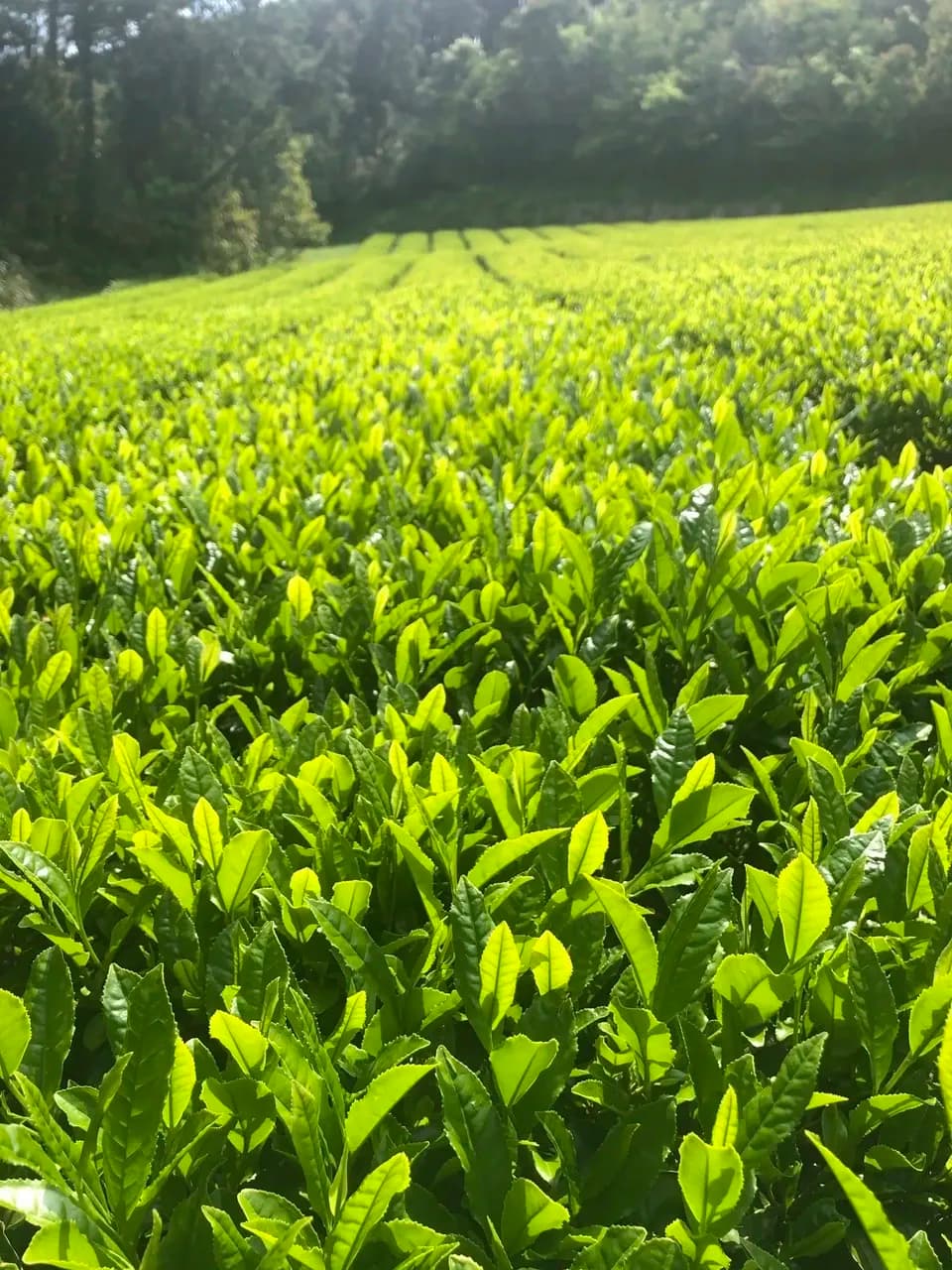 【2026年新茶】あまたま農園　上煎茶｜無農薬・無肥料栽培