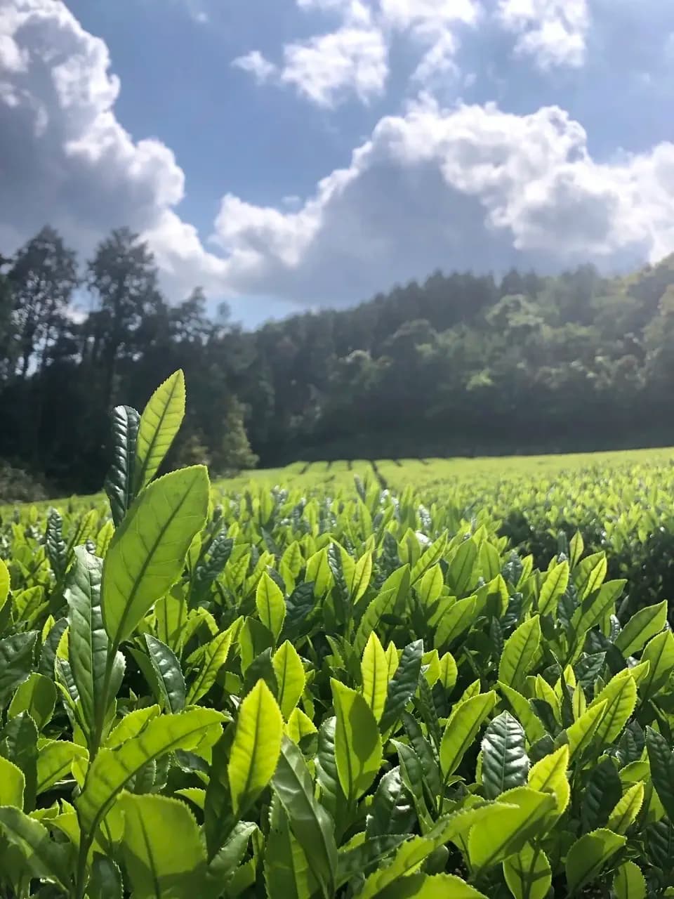 【2026年新茶】あまたま農園　上煎茶｜無農薬・無肥料栽培