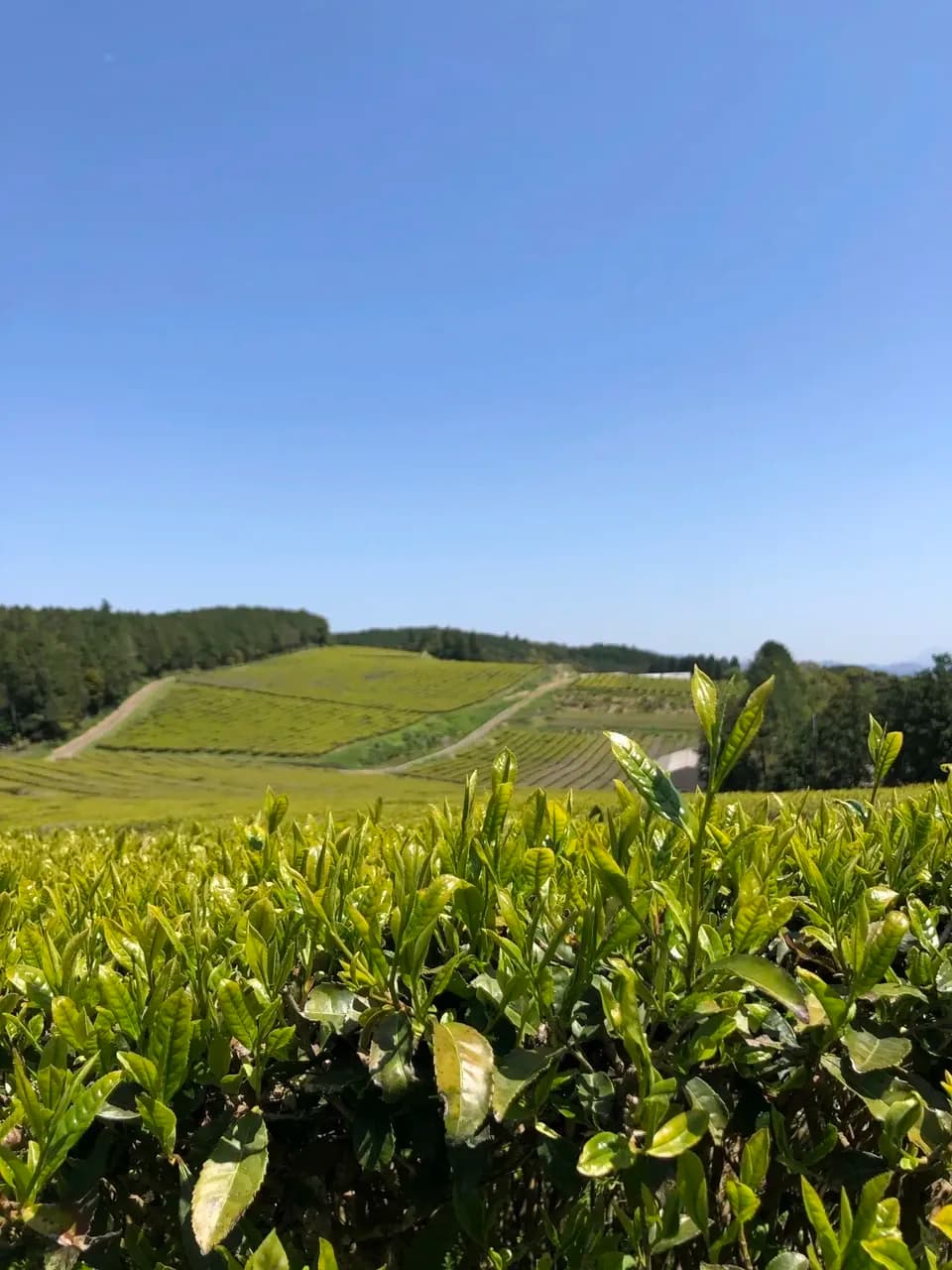 【2026年新茶】あまたま農園　上煎茶｜無農薬・無肥料栽培