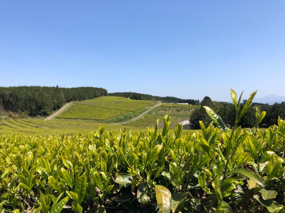 【2026年新茶】贅沢な在来緑茶 ｜無農薬・無化学肥料栽培