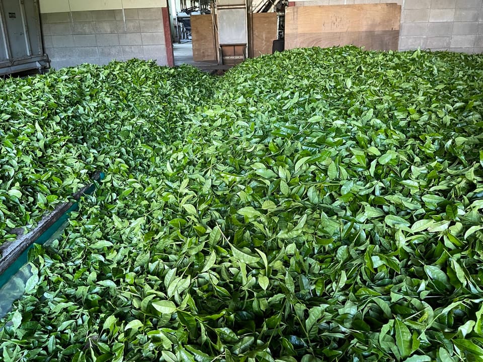 【2026年新茶】贅沢な在来緑茶 ｜無農薬・無化学肥料栽培