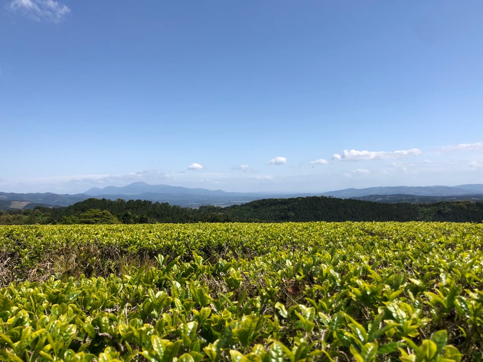 【 無農薬・無化学肥料栽培】紅茶・マティリアルブレンドティーのセレクトギフト
