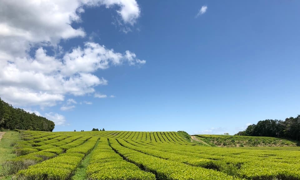 【無農薬・無化学肥料栽】紅茶・ほうじ茶・緑茶のセレクトギフト