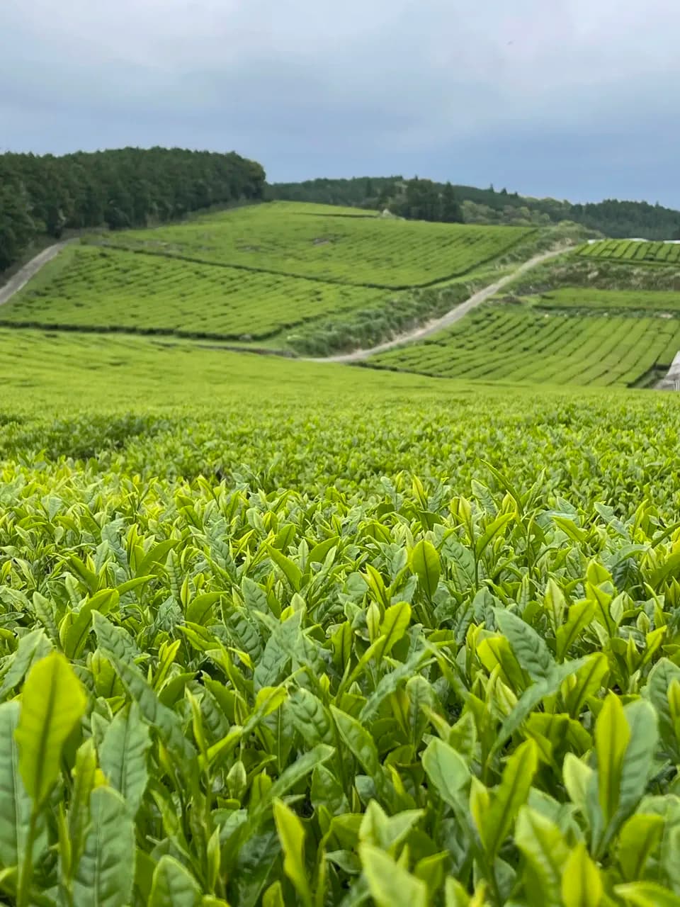 【2026年新茶】あまたま緑茶(ヤブキタ) ｜無農薬・無肥料栽培