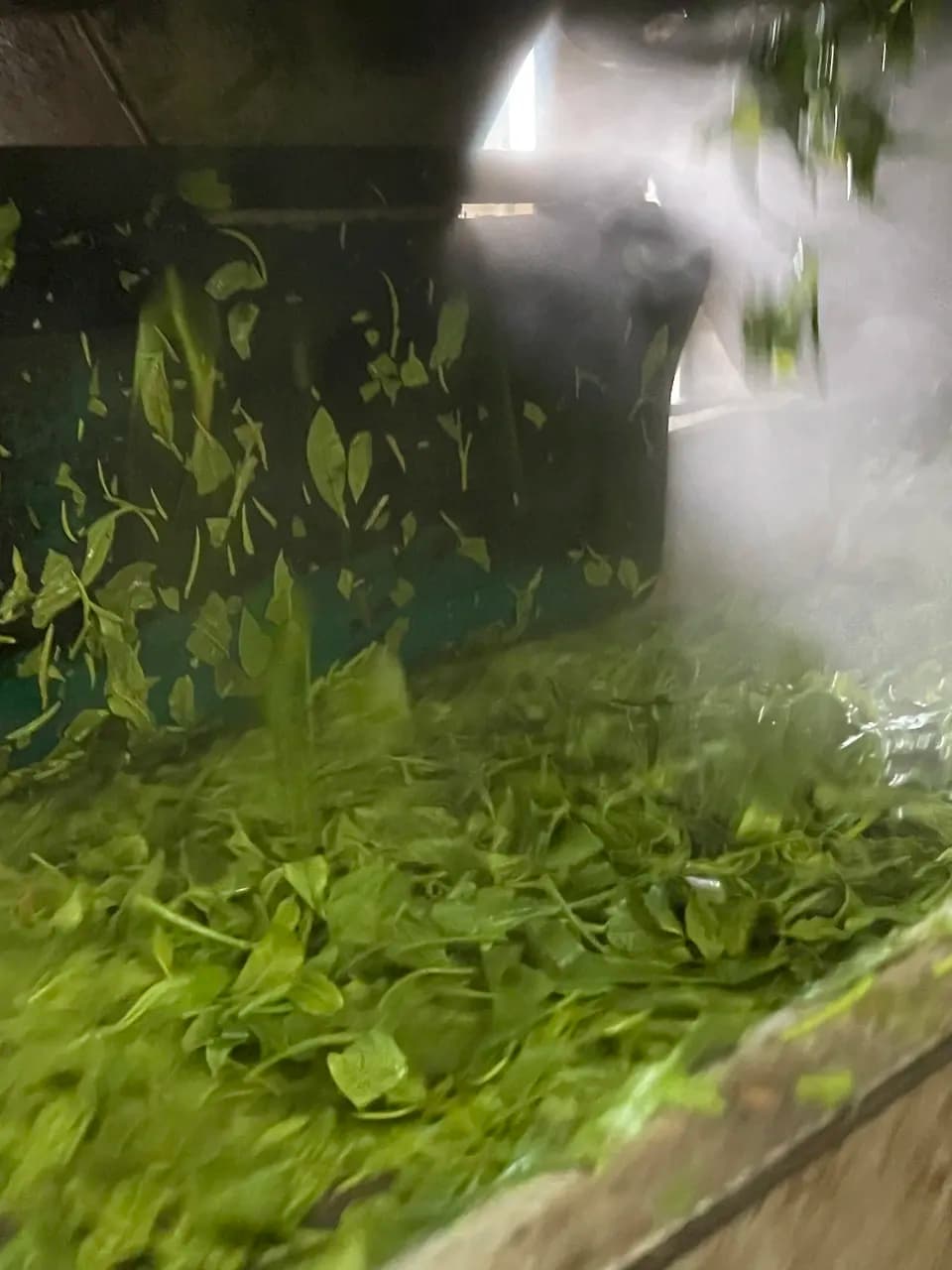 【2026年新茶】あまたま緑茶(ヤブキタ) ｜無農薬・無肥料栽培