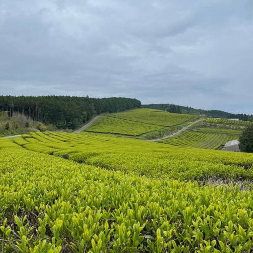 無農薬・無肥料栽培＜お茶屋の粉茶＞有機JAS認定