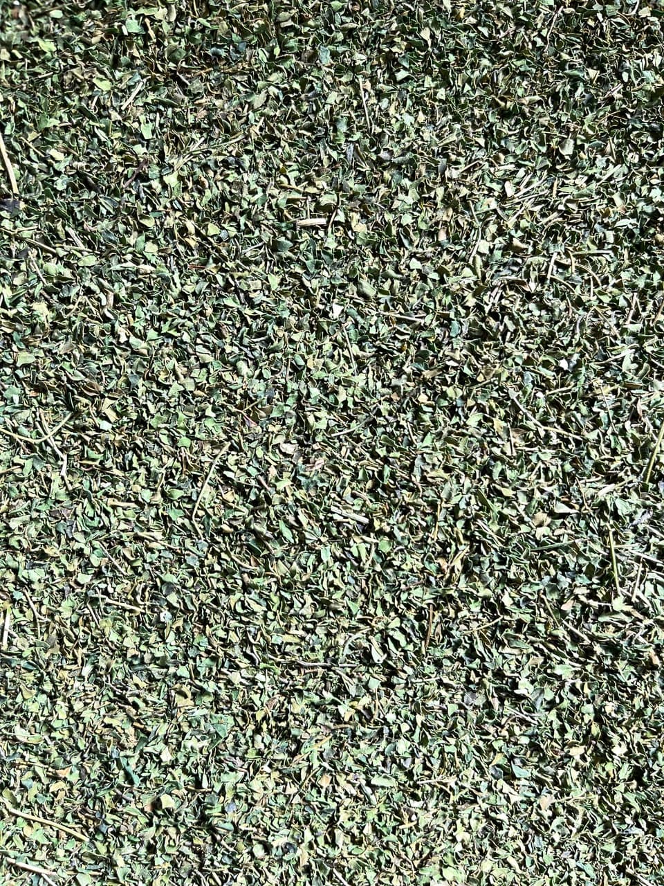 無農薬・無化学肥料＜モリンガのお茶＞