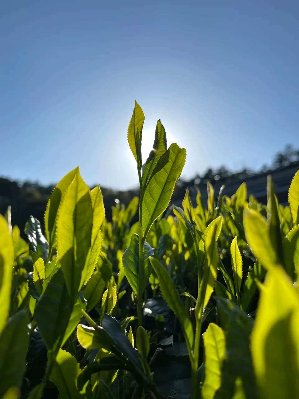 【2026年新茶】あまたま農園　上煎茶｜無農薬・無肥料栽培