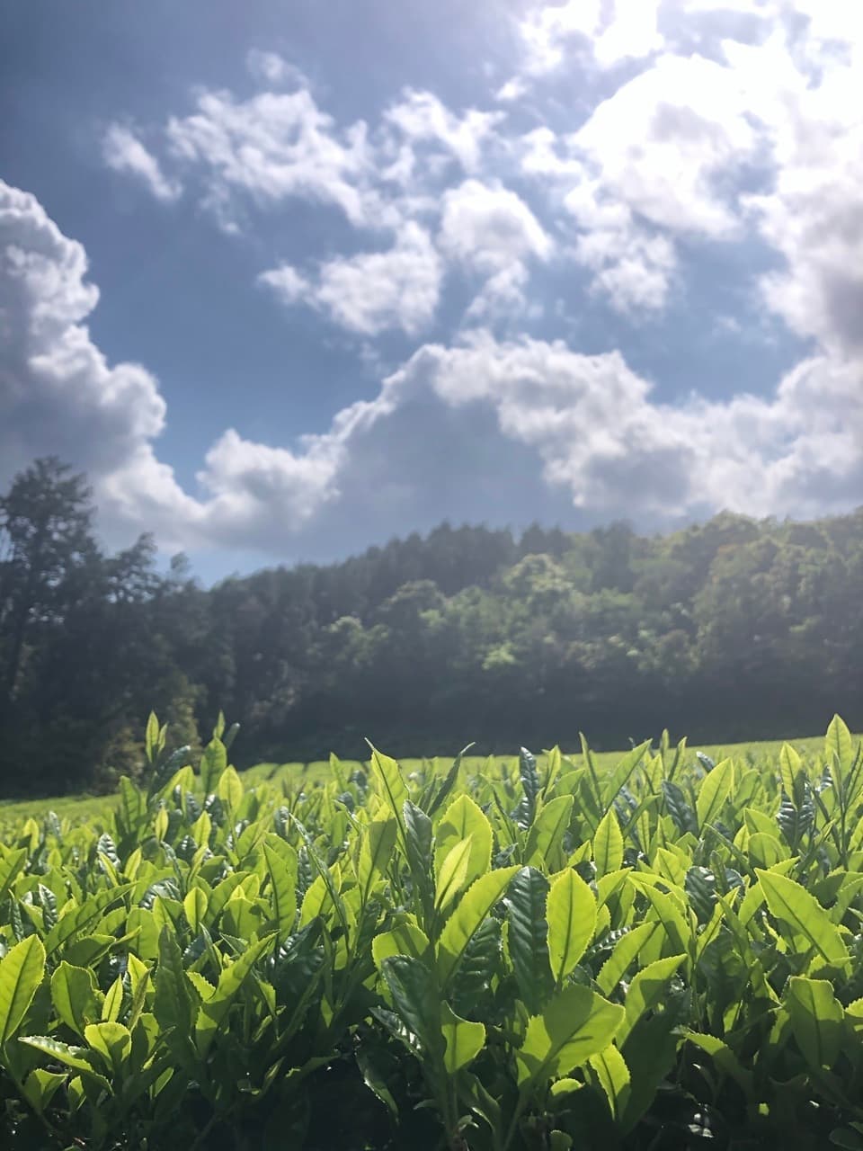 無農薬・無肥料栽培＜水出し和紅茶＞ノンカフェインでお子様にもおすすめ