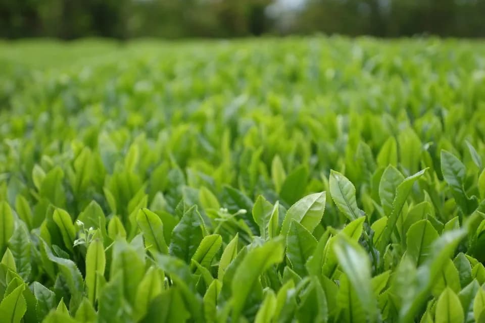【2026年新茶】あまたま農園　煎茶｜無農薬・無肥料栽培