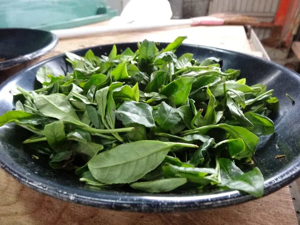 【2026年新茶】あまたま農園　煎茶｜無農薬・無肥料栽培