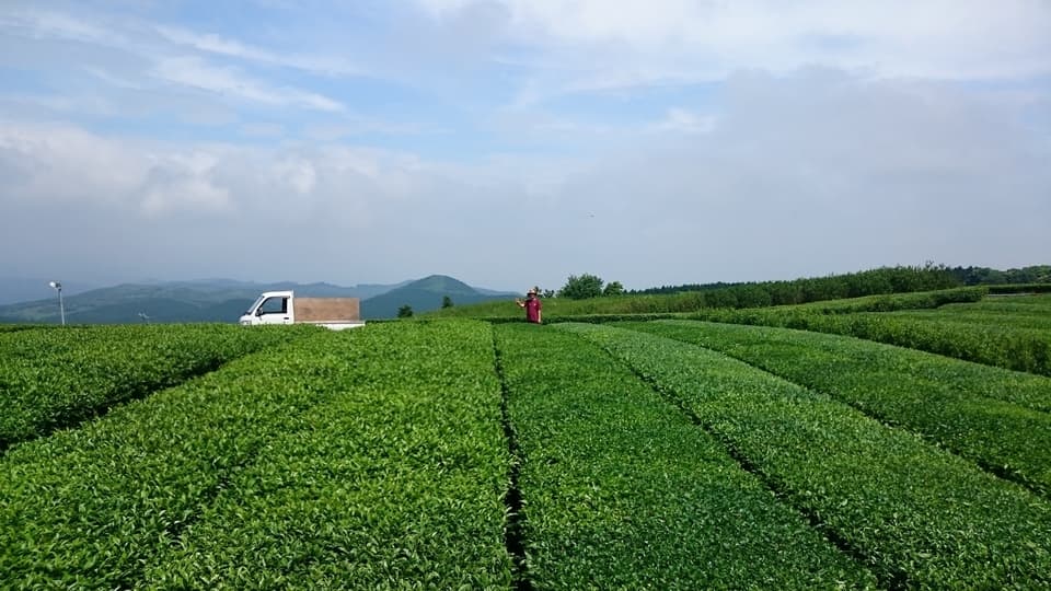 【無農薬・無化学肥料栽培】贅沢な檸檬ほうじ茶 