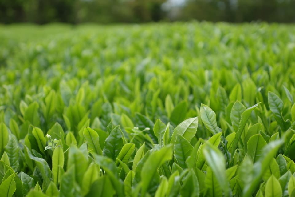 【無農薬・無化学肥料栽】紅茶・ほうじ茶・緑茶のセレクトギフト