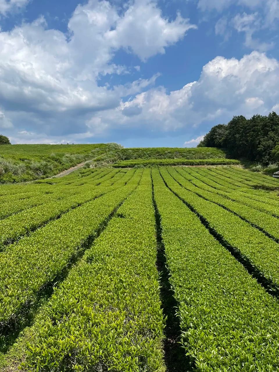【2026年新茶】あまたま緑茶(ヤブキタ) ｜無農薬・無肥料栽培