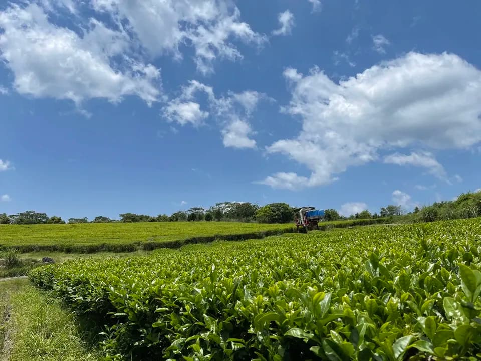 【無農薬・無肥料栽培】贅沢な檸檬の紅茶