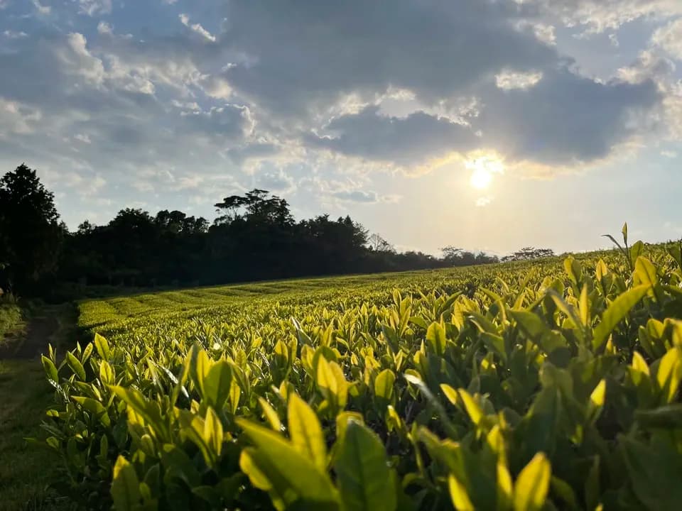 【無農薬・無肥料栽培】贅沢な檸檬の紅茶