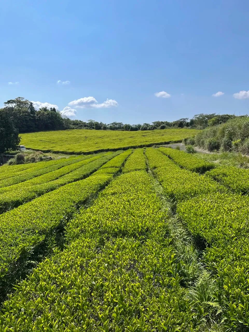 【無農薬・無肥料栽培】贅沢な檸檬の紅茶