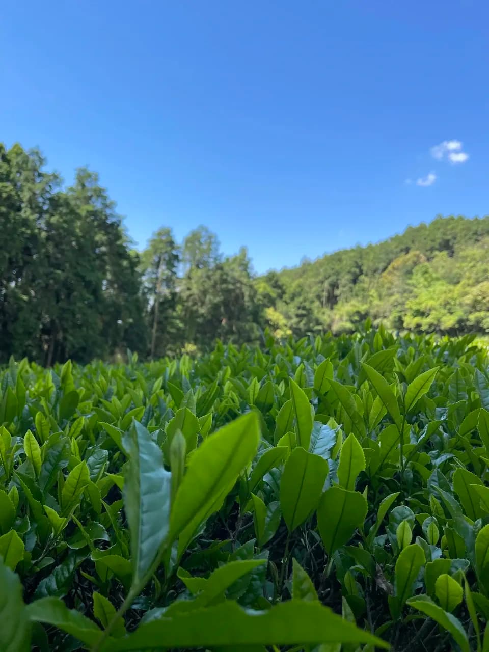 【無農薬・無肥料栽培】贅沢な檸檬の紅茶