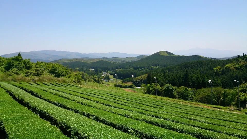 【無農薬・無化学肥料栽培】贅沢なカモミールのほうじ茶 