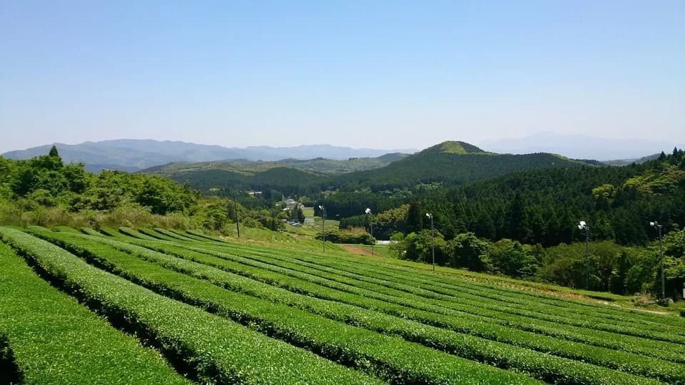 [無農薬・無化学肥料栽培]贅沢なジャスミンの紅茶 