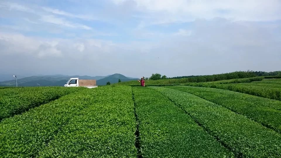 [無農薬・無化学肥料栽培]贅沢なジャスミンの紅茶 