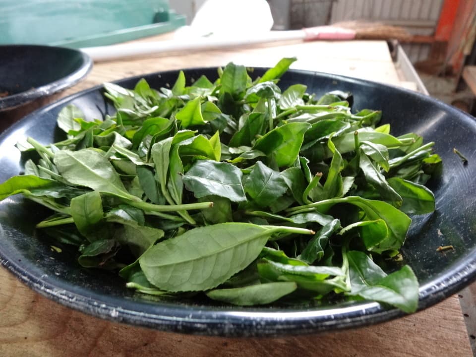紅茶と緑茶とほうじ茶の３種ティーバック和柄ギフト  [無農薬・無化学肥料栽培]