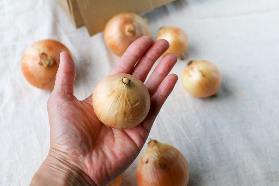 自然農たまねぎ＜無動物性堆肥・無化学肥料・無農薬＞