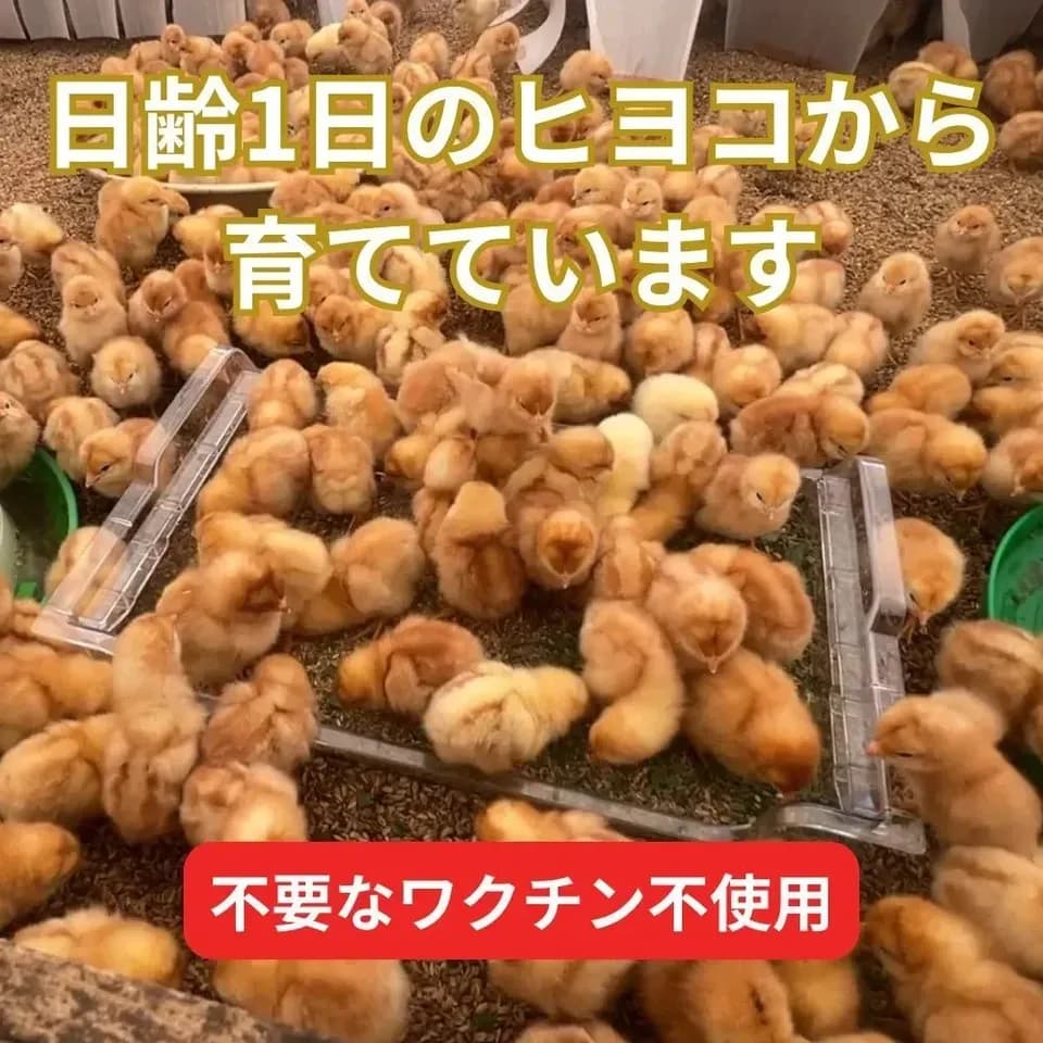【とれたて純国産平飼い自然卵（有精卵） ｜3日以内に発送可】完全自家配合！全て国産・添加物／保存料不使用｜大自然の恵みをそのまま提供
