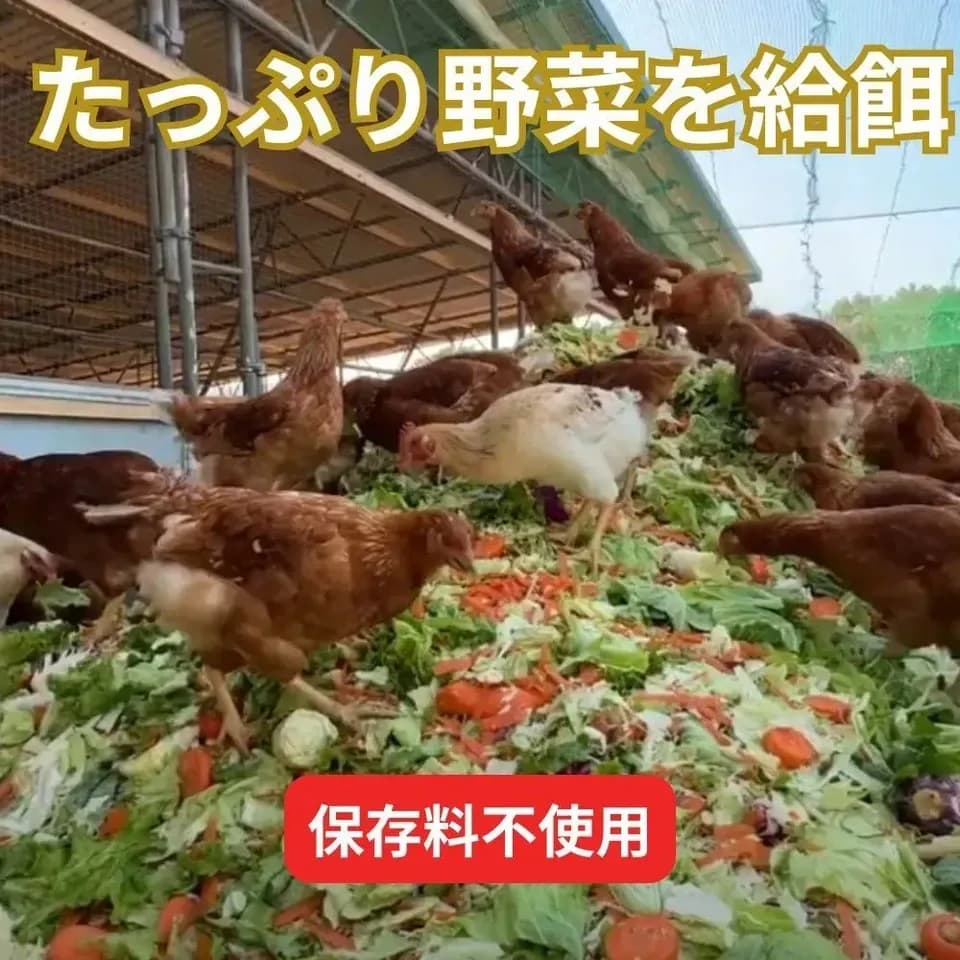 【とれたて純国産平飼い自然卵（有精卵） ｜3日以内に発送可】完全自家配合！全て国産・添加物／保存料不使用｜大自然の恵みをそのまま提供