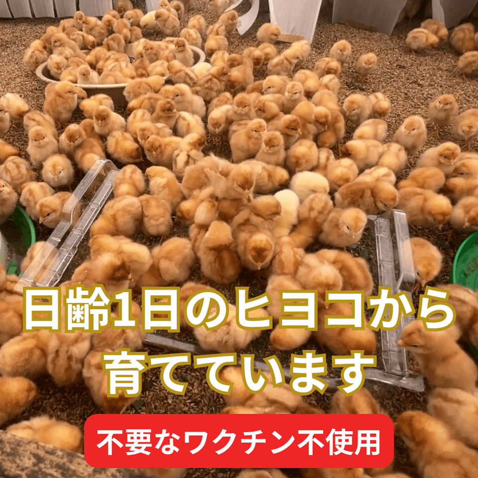【2026年大寒卵】平飼い自然卵（有精卵）｜完全自家配合！ 全て国産・抗生物質・添加物不使用